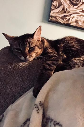 Beatrice with her paw on my shoulder