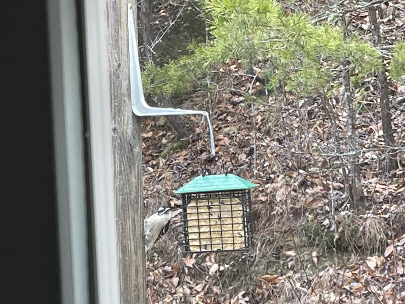 My downy eating the suet
