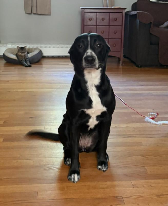My dog weighs 48lbs. This bone is too small for her.