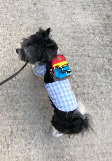 Jasper wearing the Fabdog plaid blue shirt and Charlie's Backyard backpack