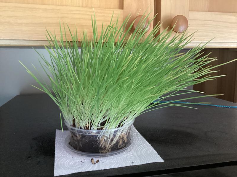 Lush Greens For Cats