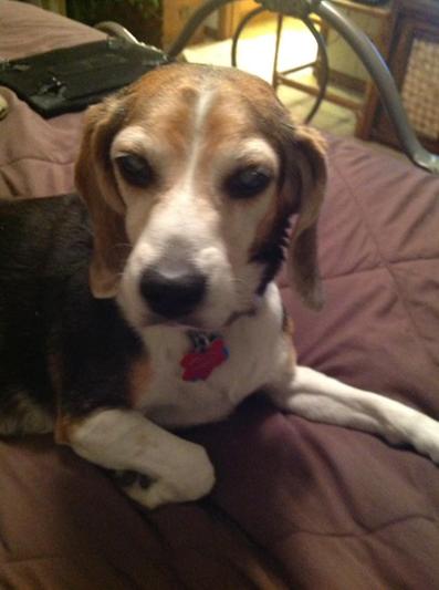 My blind beagle.