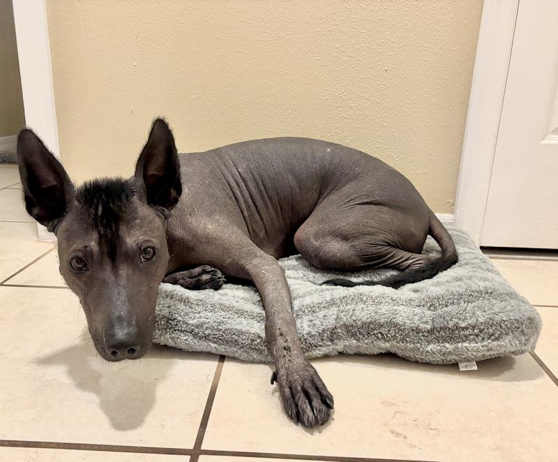 She likes to “be small” so this bed is just right