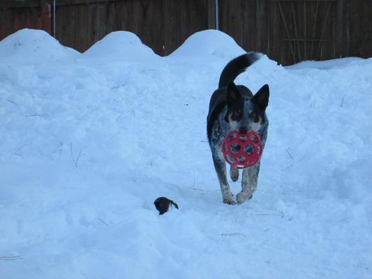 Jack with a new ball, and the black thing in the snow is his Kong.