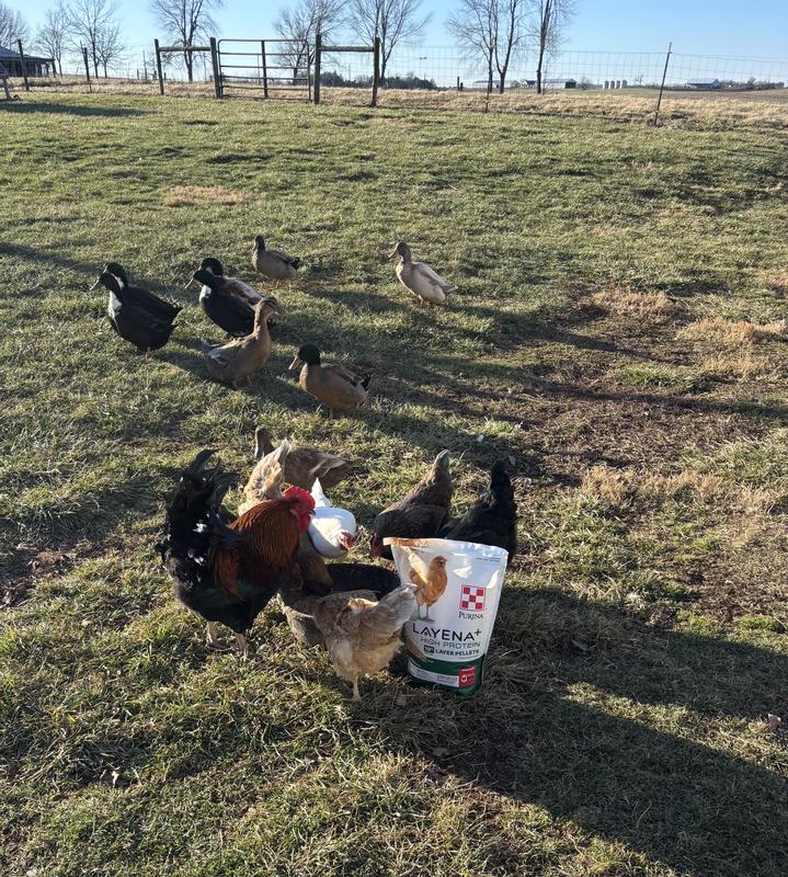 The girls all love Layena.  Notice the ducks anxiously waiting their turn.