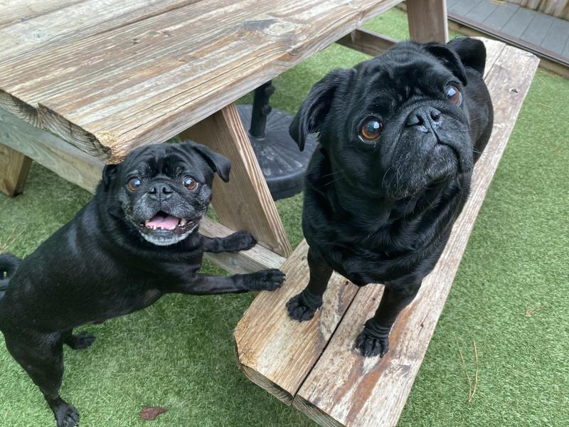 My boys love their cookies!