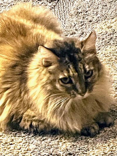 This is our KitKat.