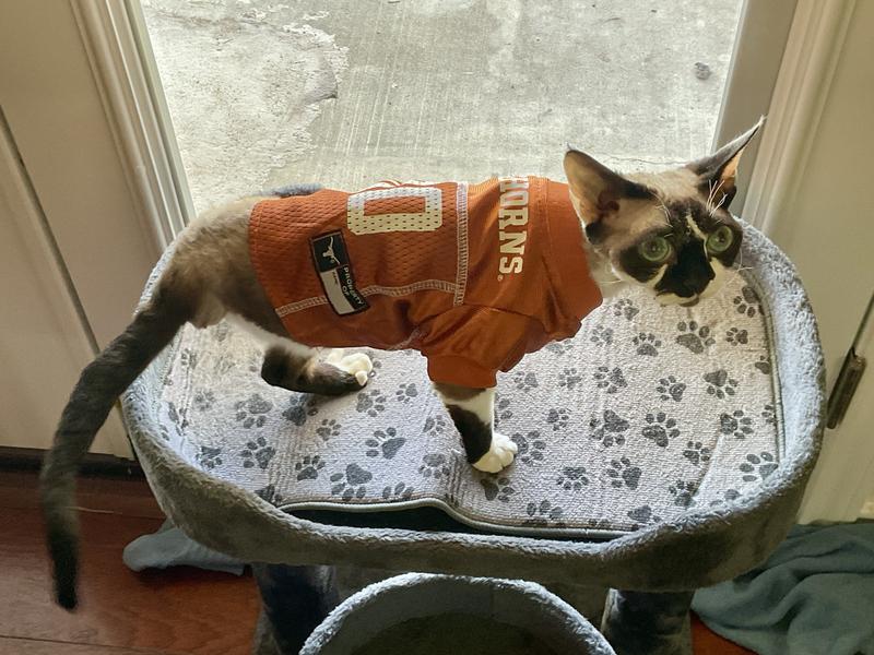 PETS FIRST NCAA Dog Cat Jersey Texas Longhorns Small Chewy