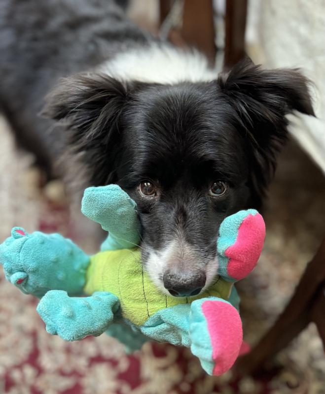 GODOG Dragons Chew Guard Squeaky Plush Dog Toy reviews Chewy