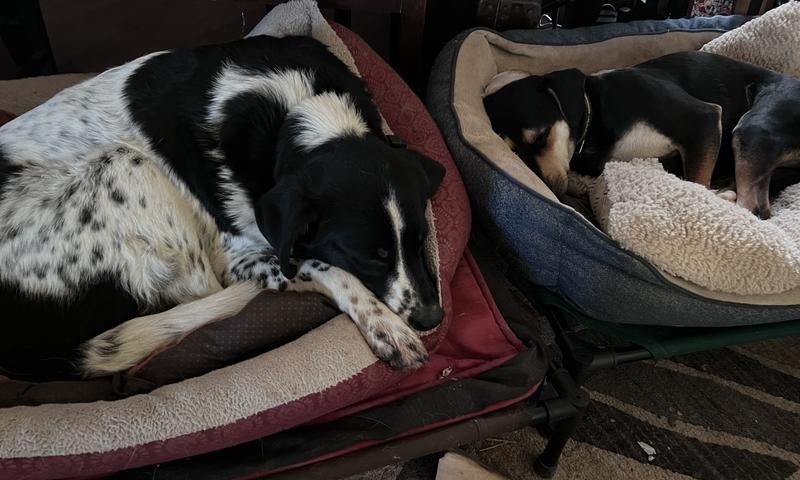 They obviously love their pillows, but they would sleep on the cots without them.