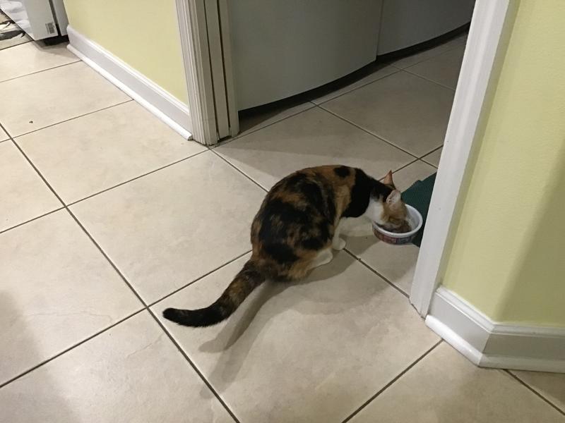 Bingo LOVES her Snappy Tom