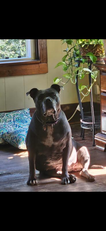 Hi! Its me ... LuLu!