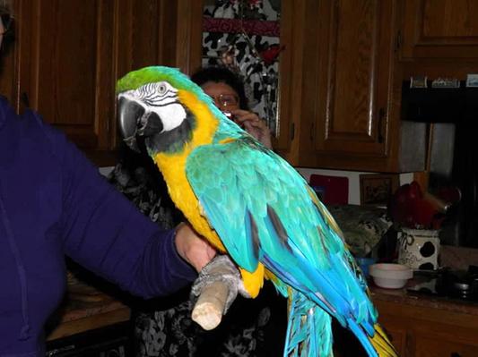 Goldie (over 40 yrs old)