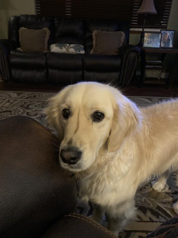 HILL'S PRESCRIPTION DIET z/d Skin/Food Sensitivities Original Flavor