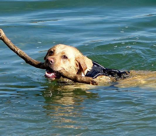 Swimming With Her Stick!