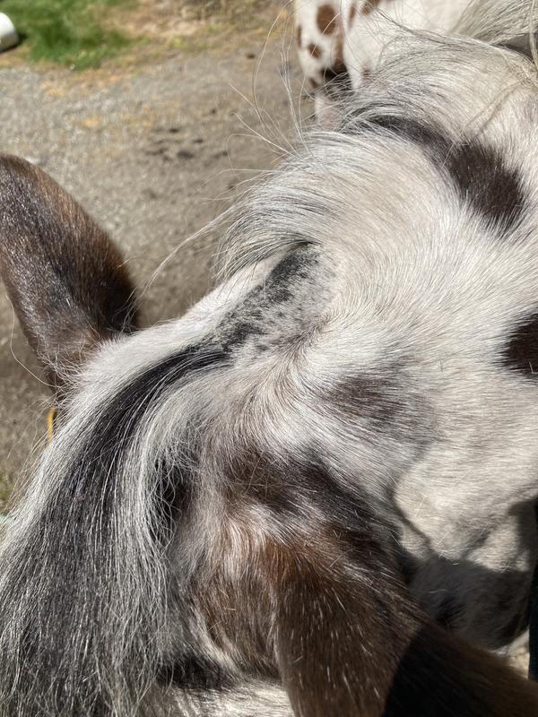 fetlock and bridle path of my appy after trimming