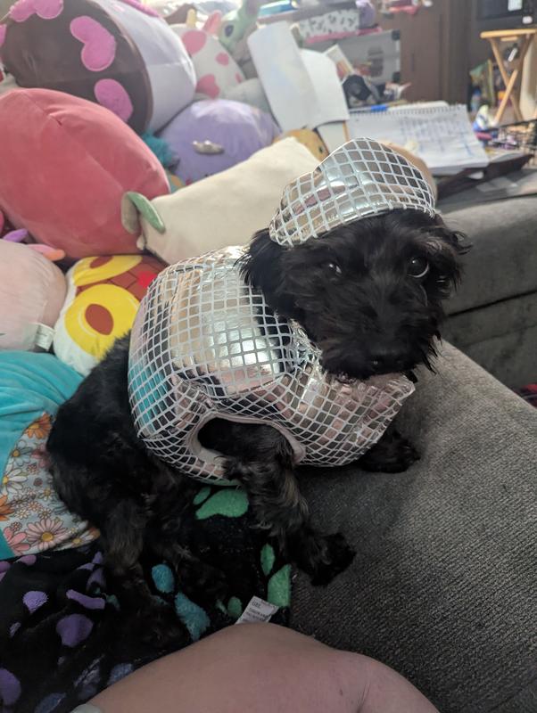 Dancing Queen Jojo 🪩