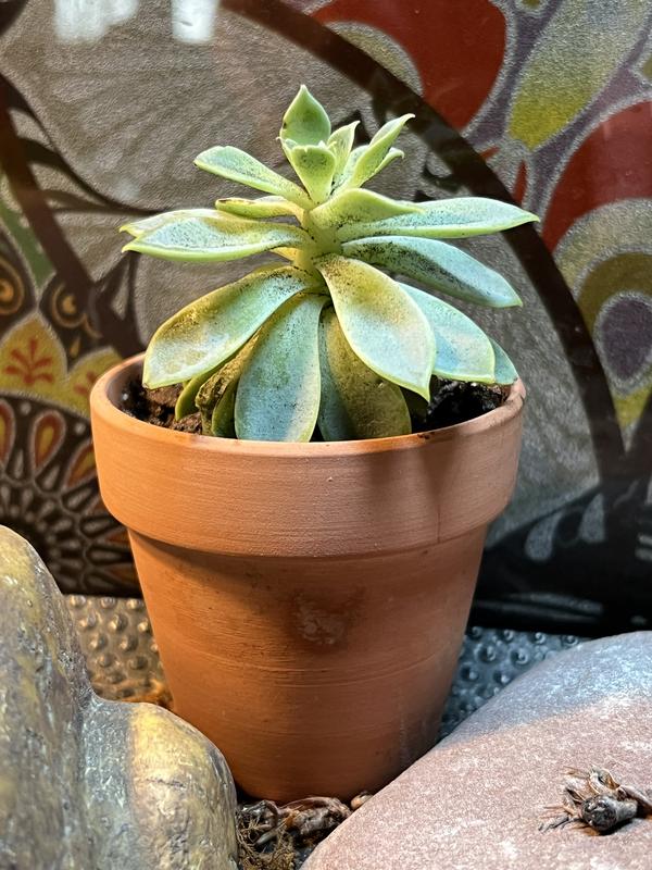 One of the three desert plants