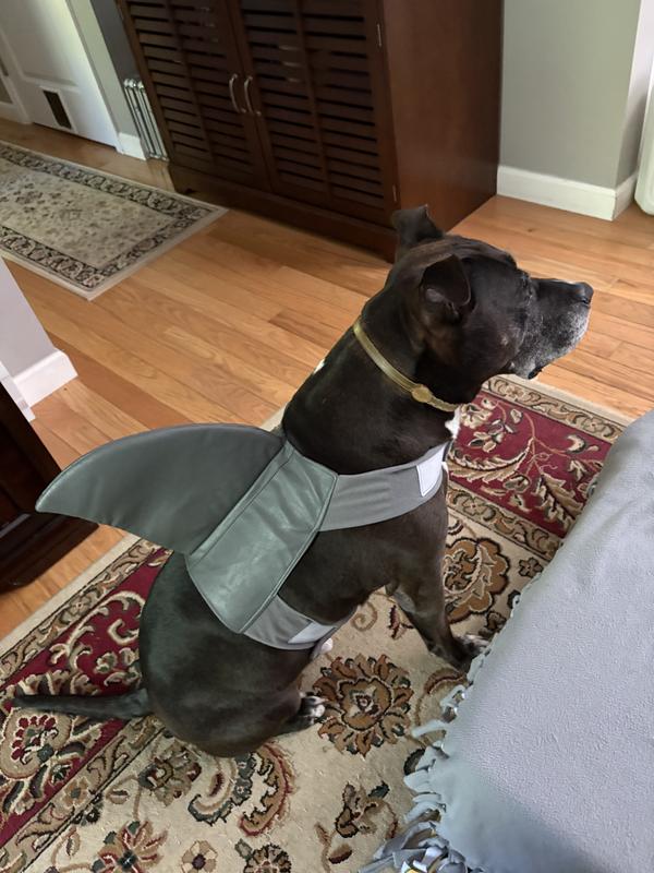 It’s a shark, wait it’s a dog shark