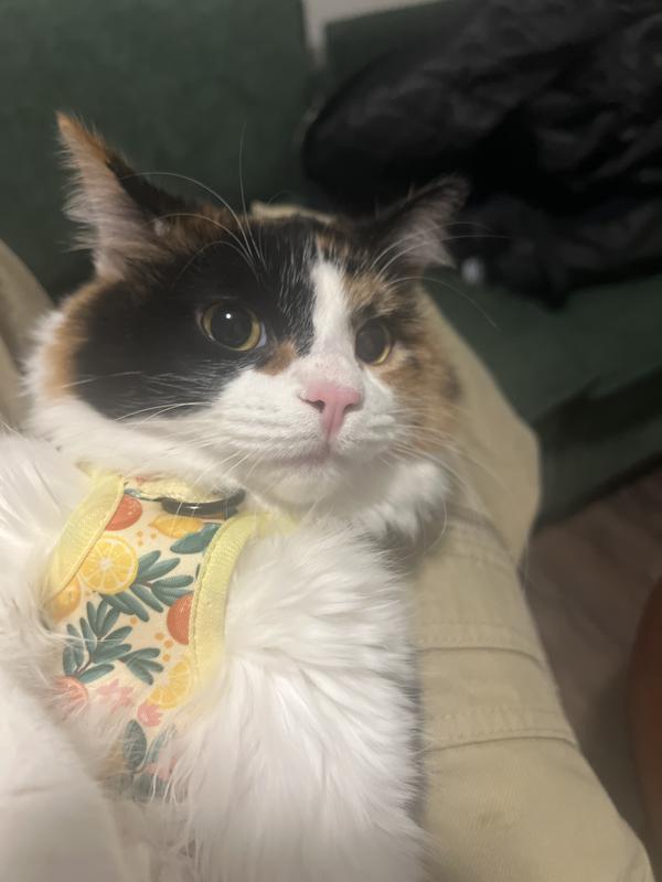 The lady in her harness