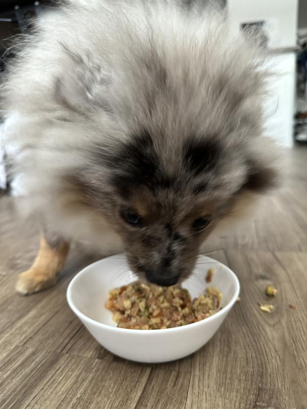 JINX Chicken Homestyle Wet Dog Food, 9oz pouch, case of 12