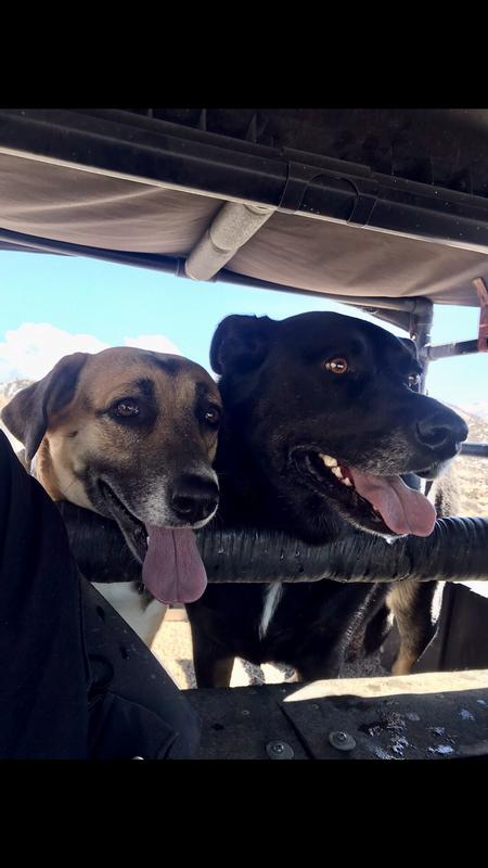 Casey 4 years (left) & Shadow 5 years  Awesome girls!!