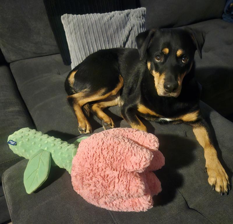 56 lb dog to compare size