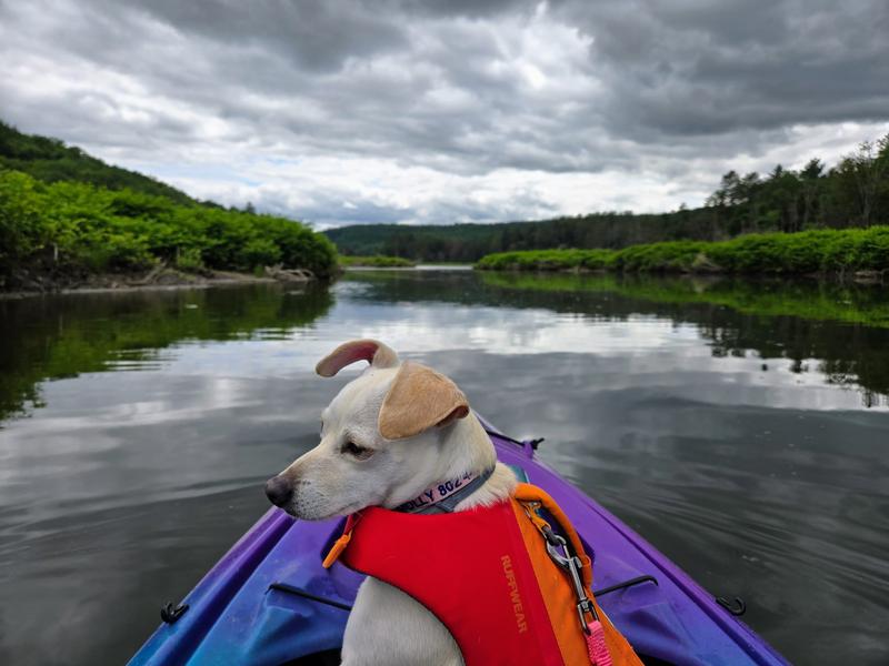One of many times Molly wore her life jacket this year