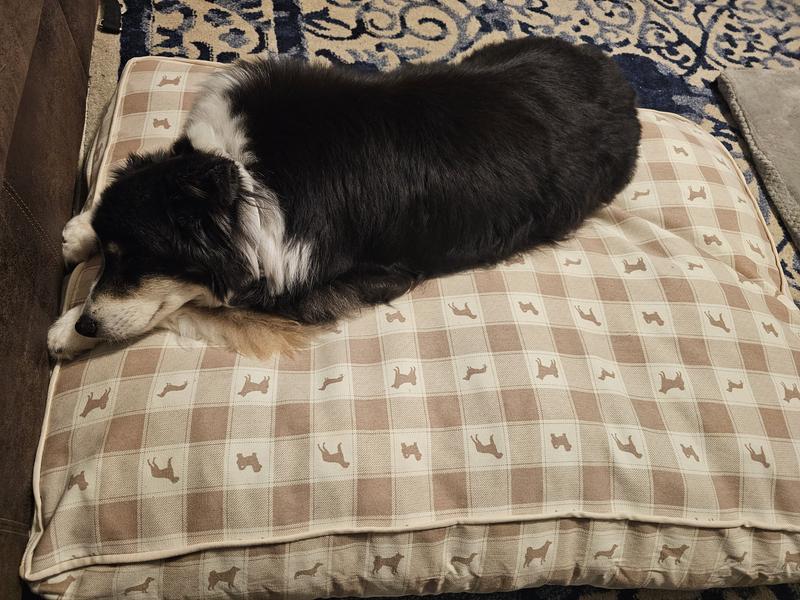 Our senior Aussie also loves the bed. ❤️