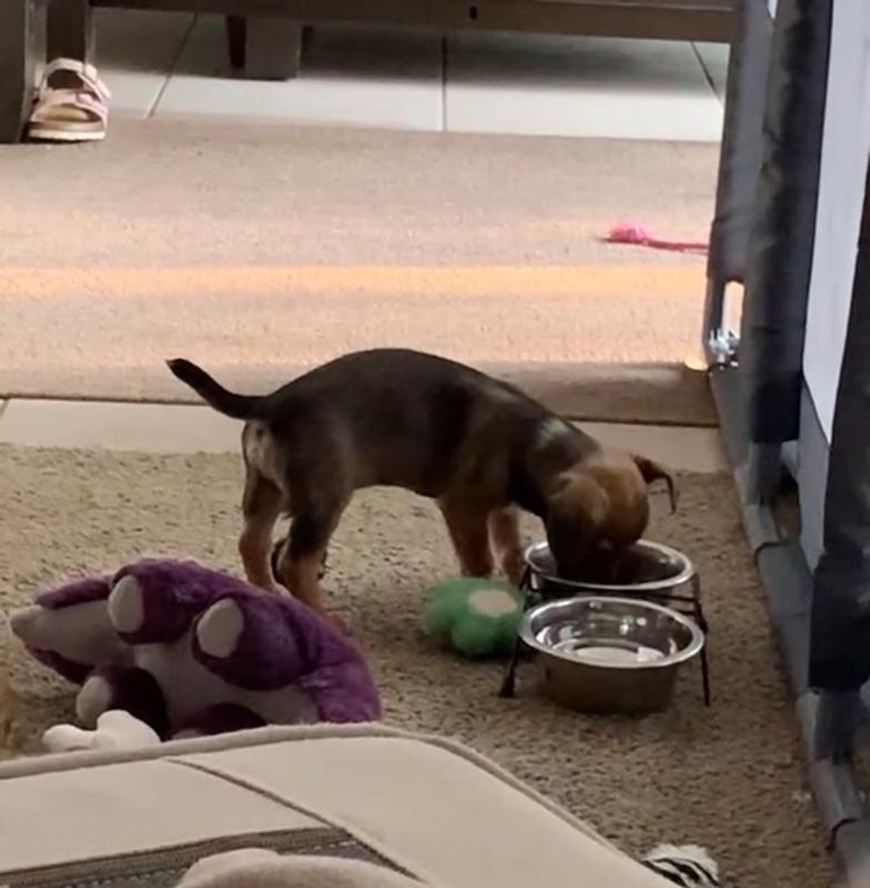 tiny puppy approved!