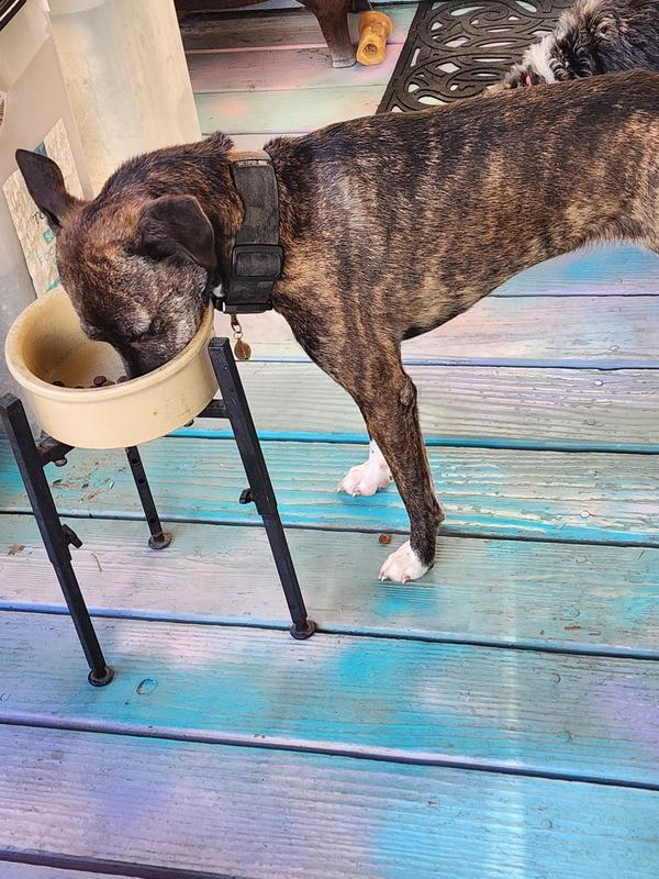 Freyja chowing down