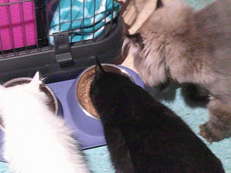 Miss Kitty, Stormy and Lexi eating duck and tuna