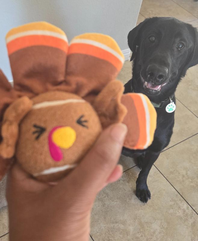 He's very interested in this new toy...