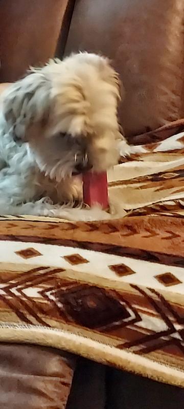 Mika and Toby enjoying their Himalayan Cheese Bars