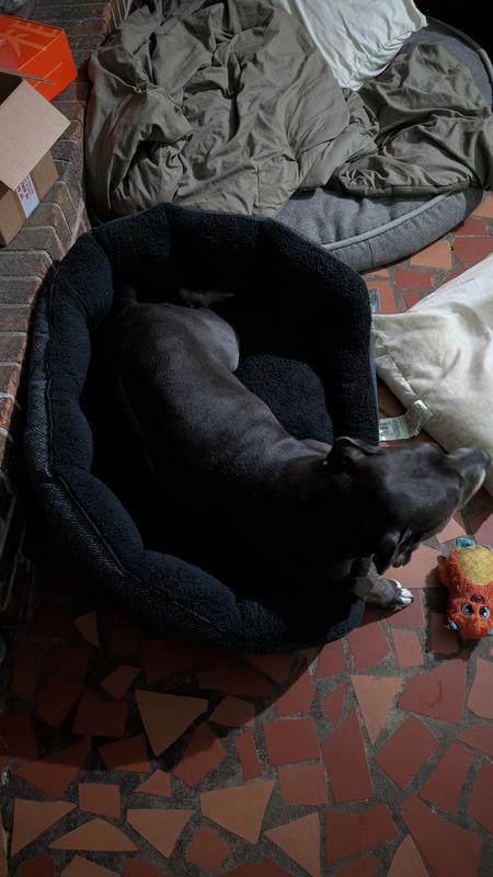 Top-down view of Bullboxer on Arlee Cozy Orthopedic Bolster medium sized bed