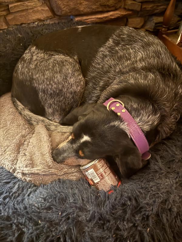 Dixie picking her supper lol