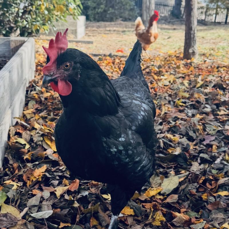 Ms Fiona with Stella in the background