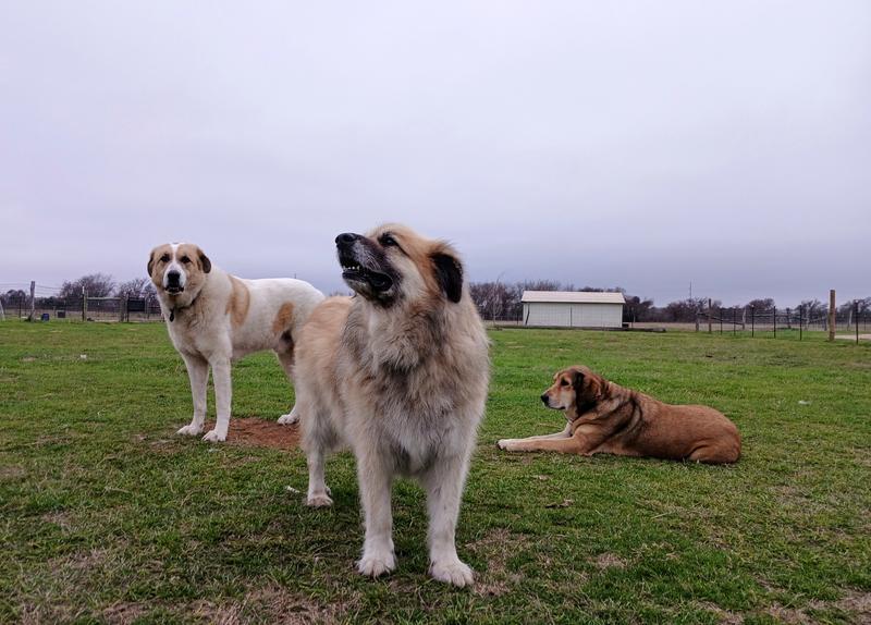 Charlie, Denver and Bethie
