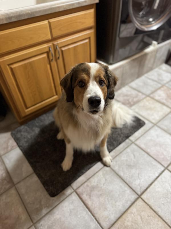 Puppy anxiously waiting for her food.