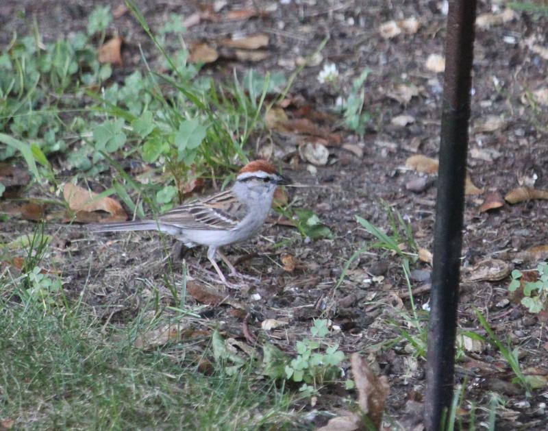 Chipping sparrow