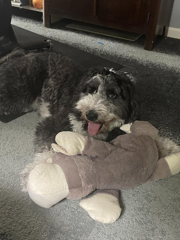 FRISCO Monkey Plush Squeaky Dog Toy, X-Large - Chewy.com