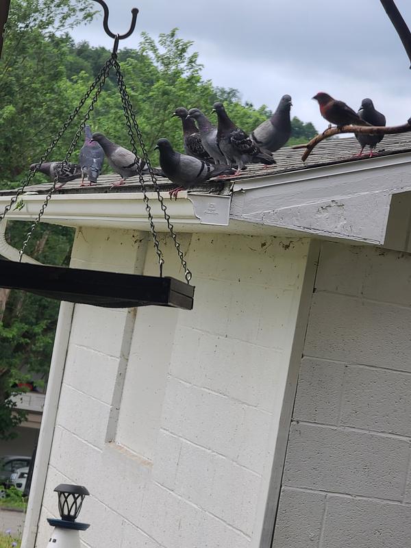 Pigeons galore!!!