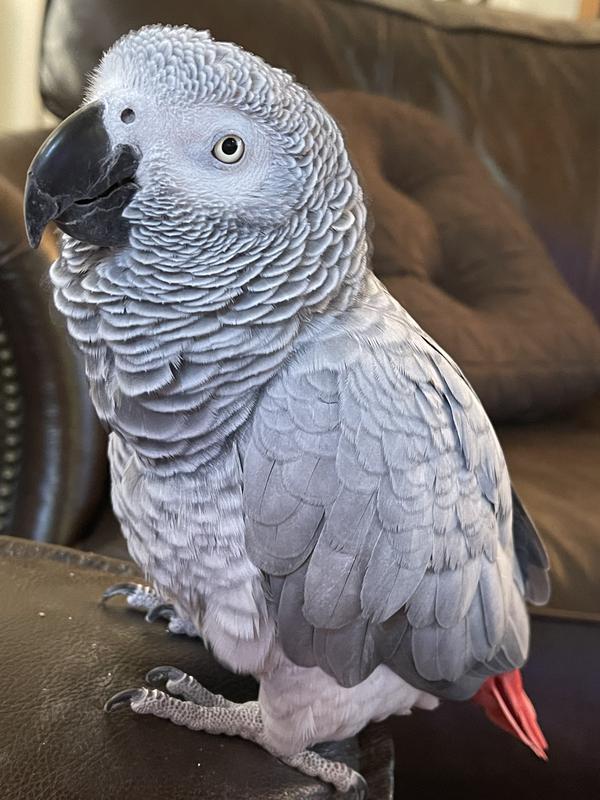 Chilling on the patio