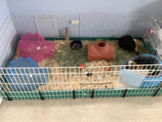 MIDWEST Guinea Habitat Deluxe Guinea Pig Cage 