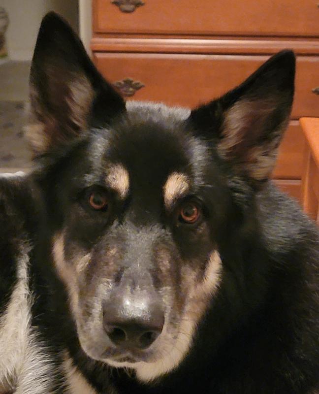 Rhydian, my 120lb beast!