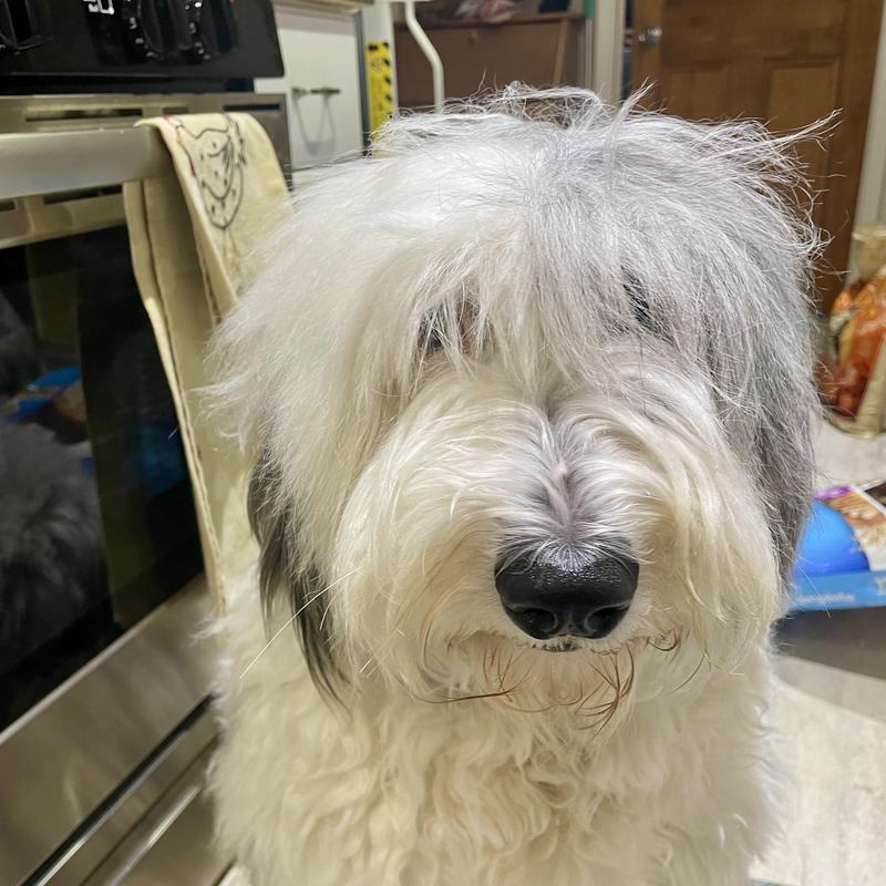 After sparying and combing fur on top of head.