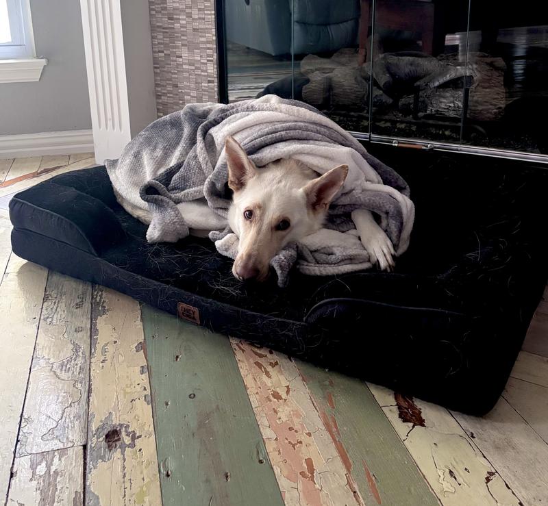 Fawny loves her blankie and clean dry bed!!