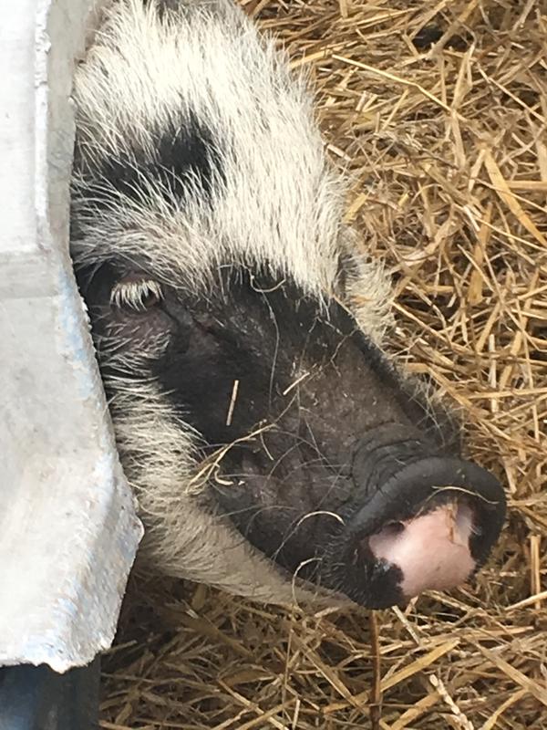 Enjoy a new food is these guys happy day!