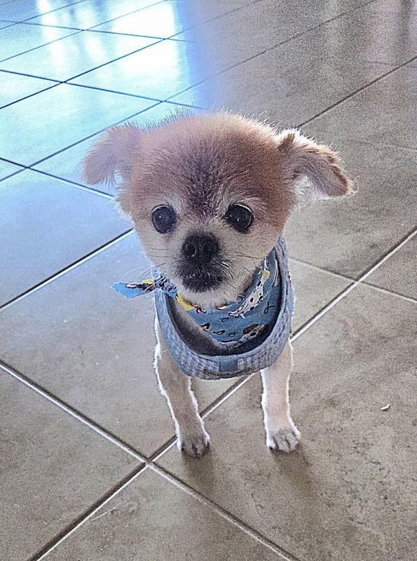 This is Hershey after his latest haircut.