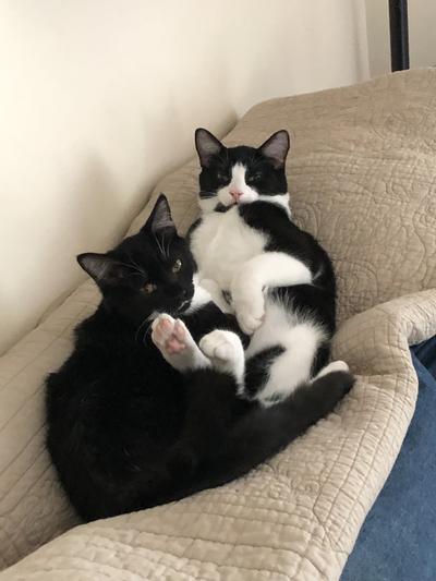 Healthy kittens at last!